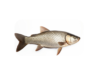Grass carp
