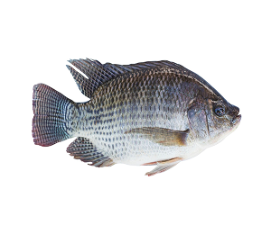 Tilapia