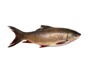 Rohu
