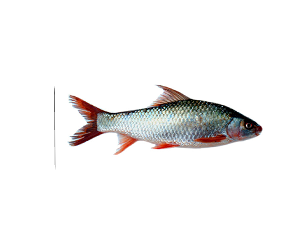 Mrigal
