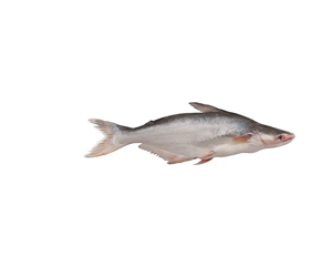 Pangasius