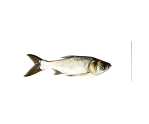 Silver Carp (सिल्वर कार्प)1kg
