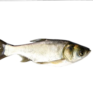 Silver carp