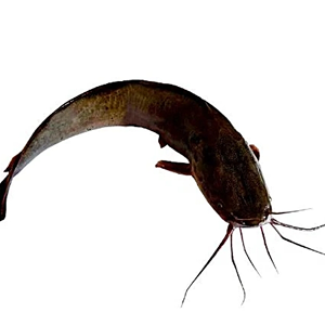 Singhi (सिंघी) 1kg
